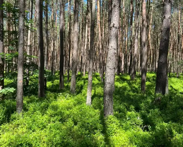 Ośrodek Wypoczynkowy Kabylia
